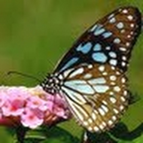 Meet your Posher, Cicely - Picture 1 of 1